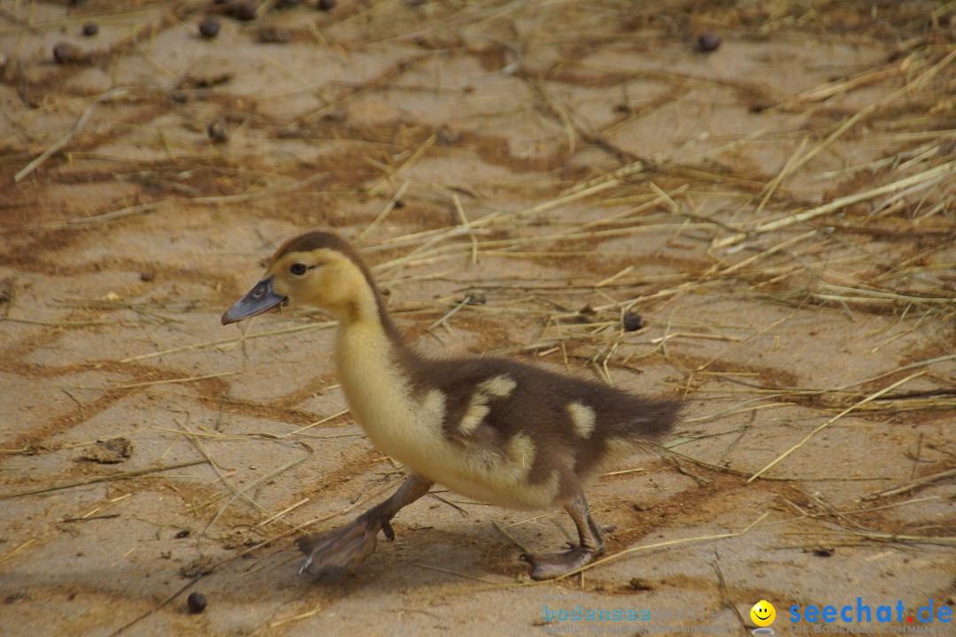 Lochmuehle-Eigeltingen-06-04-2014-Bodensee-Community-SEECHAT_DE-0052.JPG