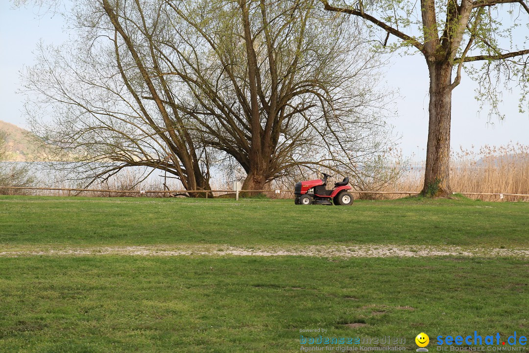 Naturschutzgebiet: Bodman - Ludwigshafen am Bodensee, 07.04.2014