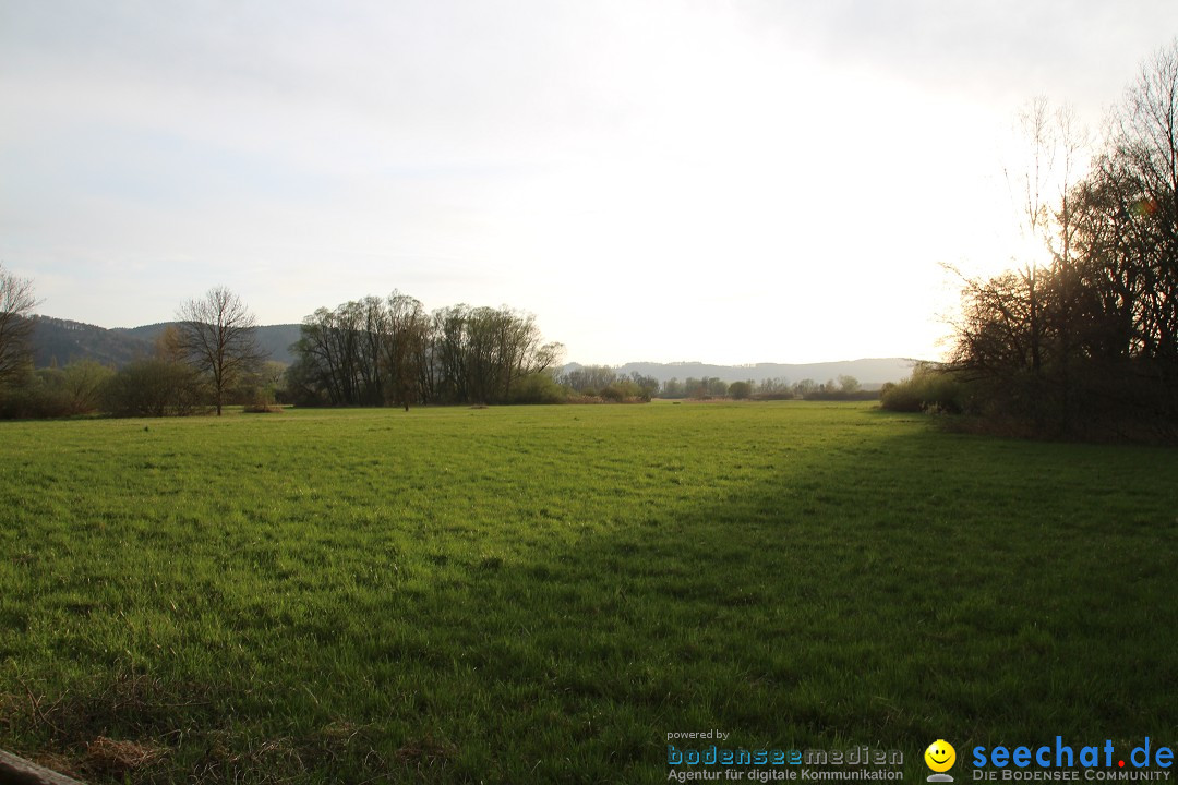 Naturschutzgebiet: Bodman - Ludwigshafen am Bodensee, 07.04.2014