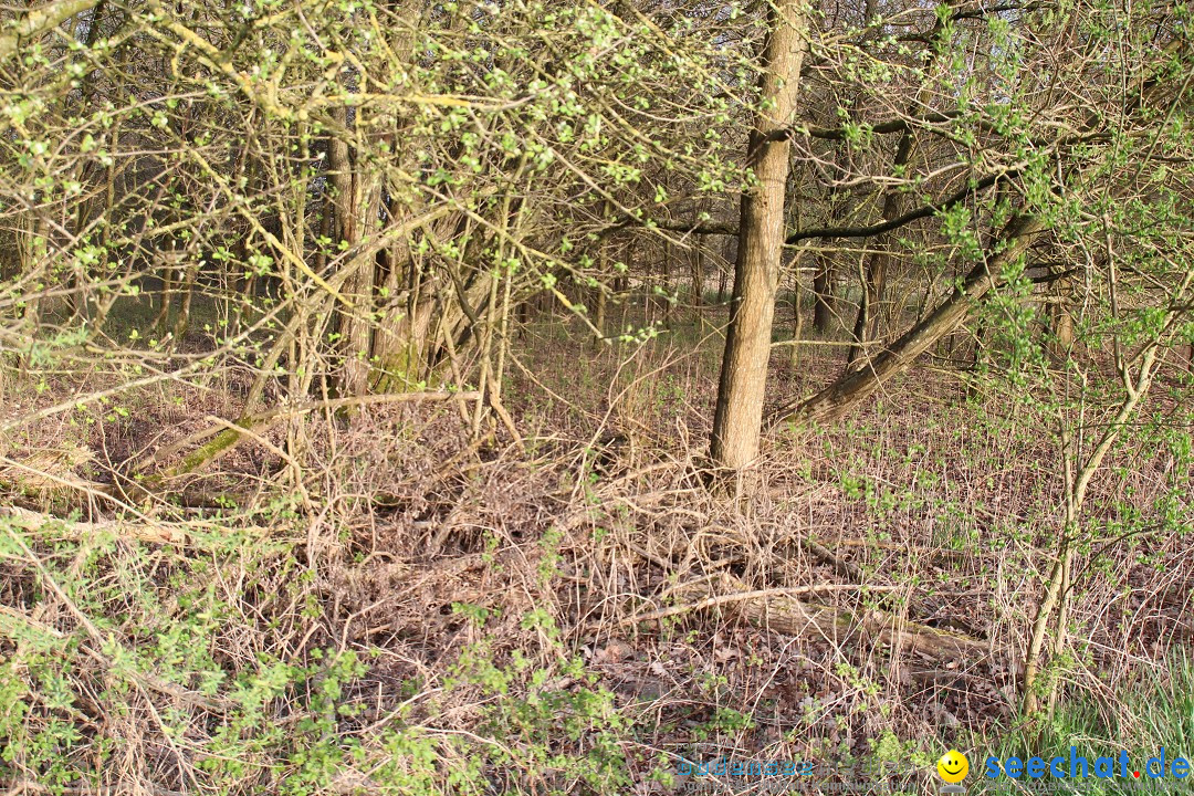 Naturschutzgebiet: Bodman - Ludwigshafen am Bodensee, 07.04.2014