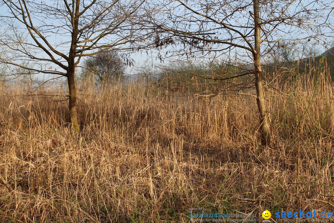 Naturschutzgebiet: Bodman - Ludwigshafen am Bodensee, 07.04.2014