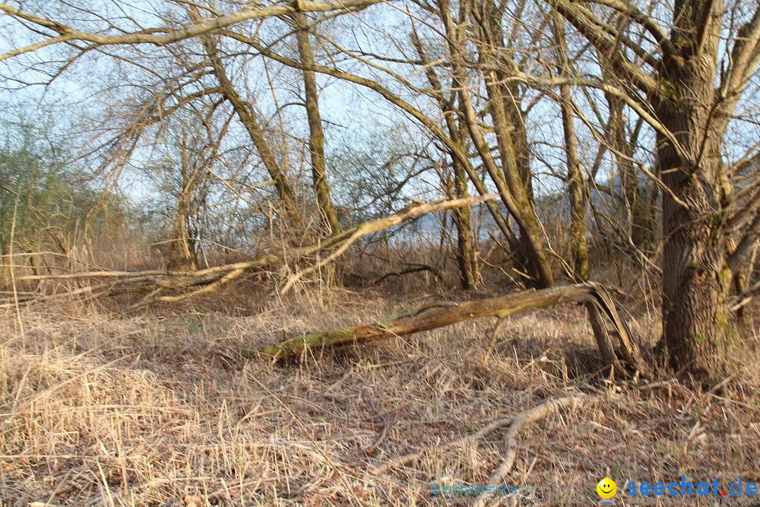 Naturschutzgebiet: Bodman - Ludwigshafen am Bodensee, 07.04.2014