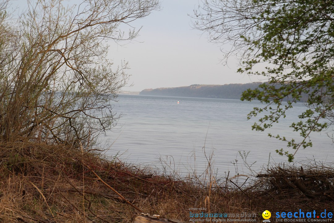 Naturschutzgebiet: Bodman - Ludwigshafen am Bodensee, 07.04.2014