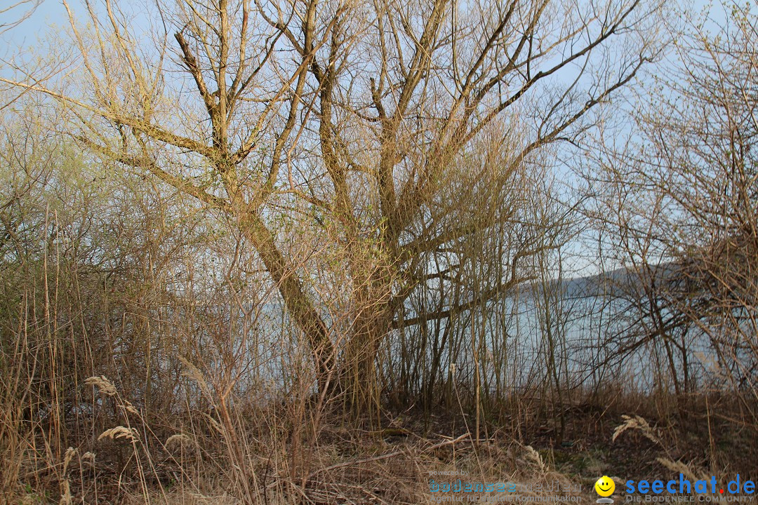 Naturschutzgebiet: Bodman - Ludwigshafen am Bodensee, 07.04.2014