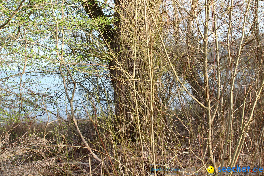 Naturschutzgebiet: Bodman - Ludwigshafen am Bodensee, 07.04.2014