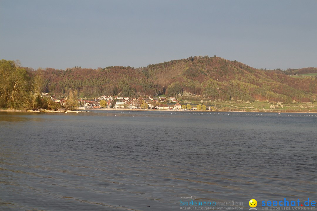 Naturschutzgebiet: Bodman - Ludwigshafen am Bodensee, 07.04.2014