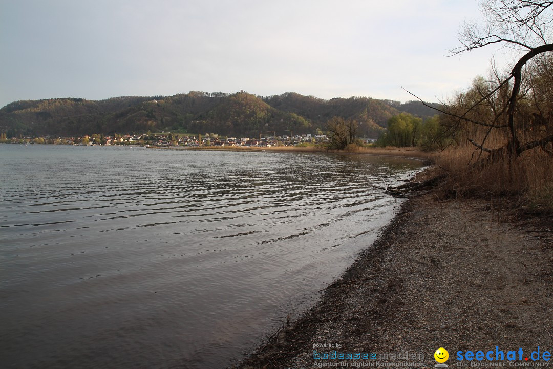 Naturschutzgebiet: Bodman - Ludwigshafen am Bodensee, 07.04.2014