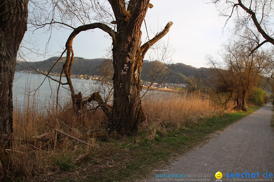 Naturschutzgebiet: Bodman - Ludwigshafen am Bodensee, 07.04.2014