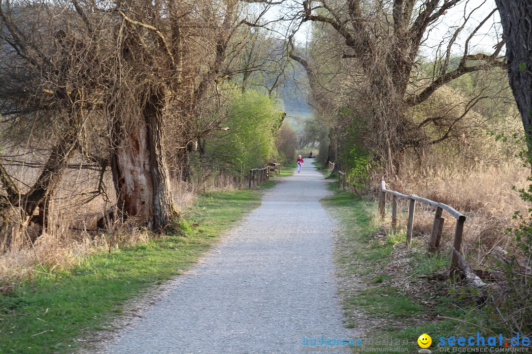 Naturschutzgebiet: Bodman - Ludwigshafen am Bodensee, 07.04.2014