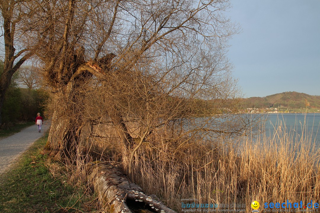 Naturschutzgebiet: Bodman - Ludwigshafen am Bodensee, 07.04.2014