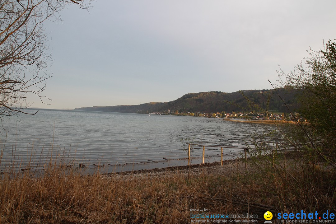 Naturschutzgebiet: Bodman - Ludwigshafen am Bodensee, 07.04.2014