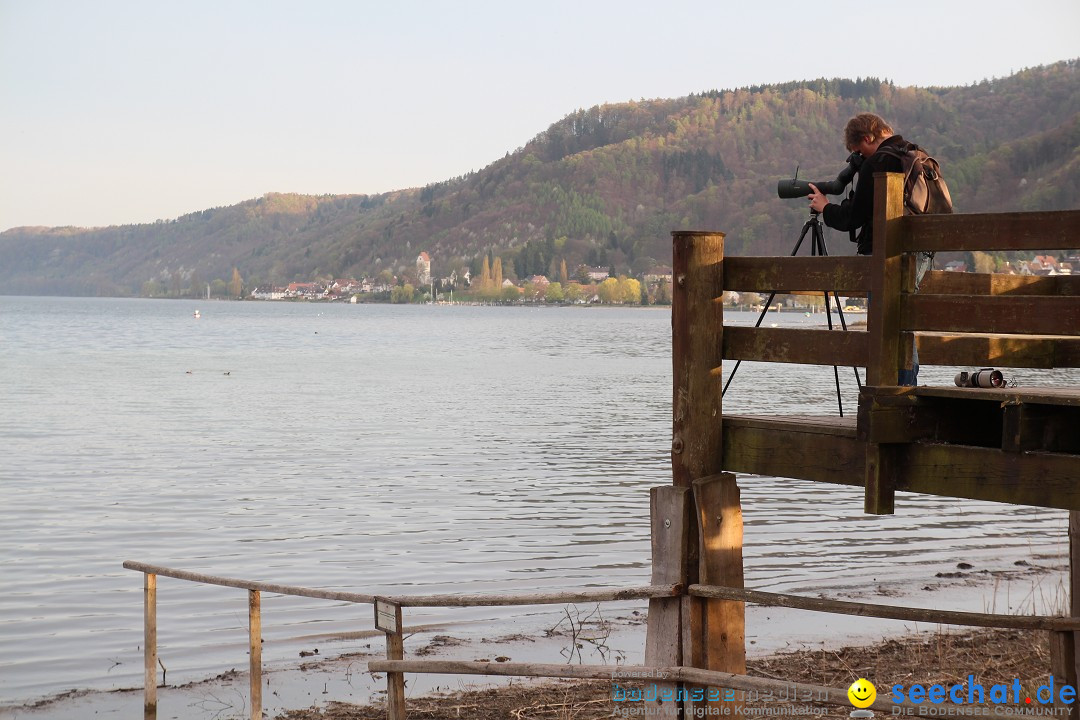 Naturschutzgebiet: Bodman - Ludwigshafen am Bodensee, 07.04.2014