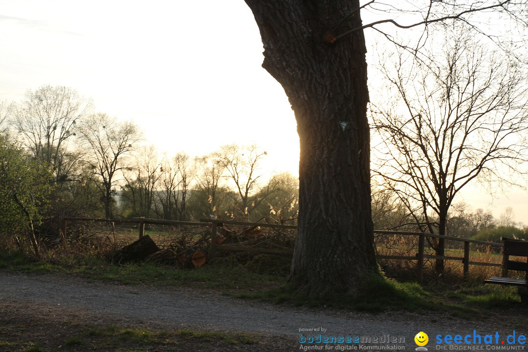 Naturschutzgebiet: Bodman - Ludwigshafen am Bodensee, 07.04.2014