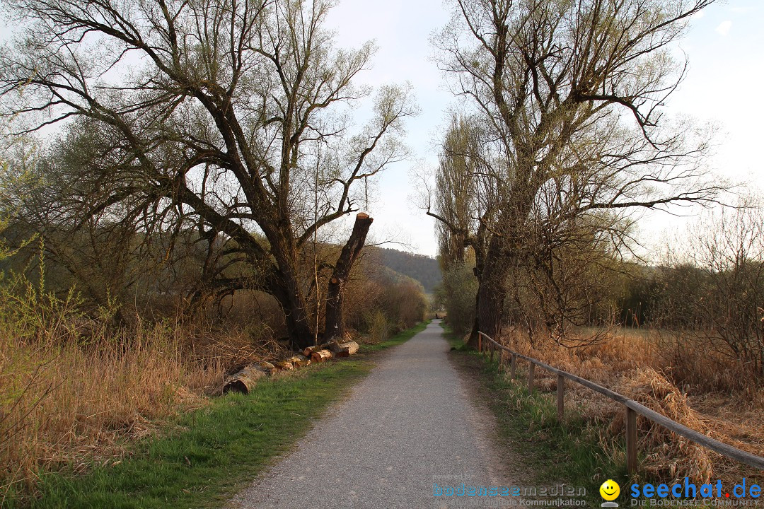 Naturschutzgebiet: Bodman - Ludwigshafen am Bodensee, 07.04.2014