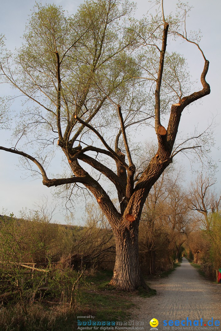 Naturschutzgebiet: Bodman - Ludwigshafen am Bodensee, 07.04.2014