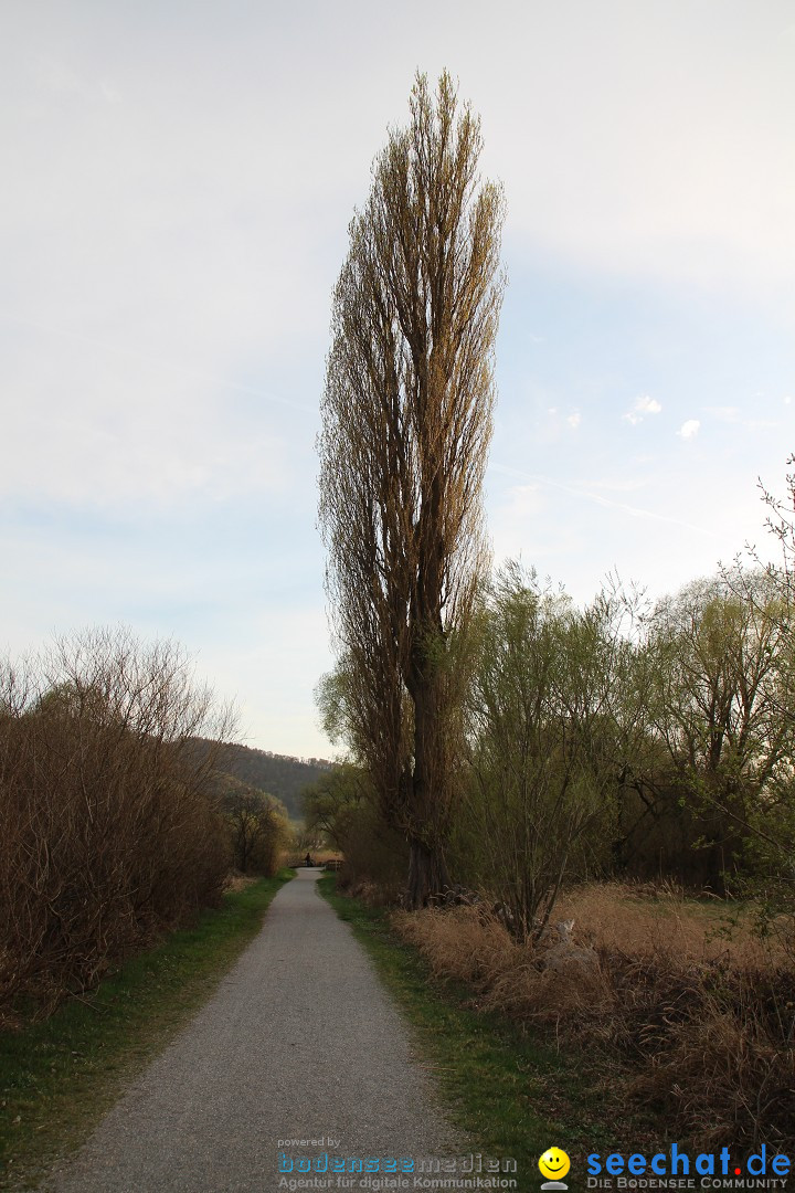 Naturschutzgebiet: Bodman - Ludwigshafen am Bodensee, 07.04.2014