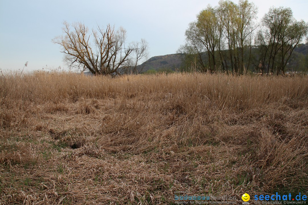 Naturschutzgebiet: Bodman - Ludwigshafen am Bodensee, 07.04.2014