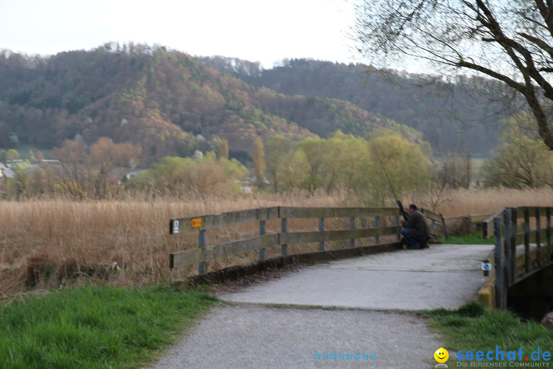 Naturschutzgebiet: Bodman - Ludwigshafen am Bodensee, 07.04.2014