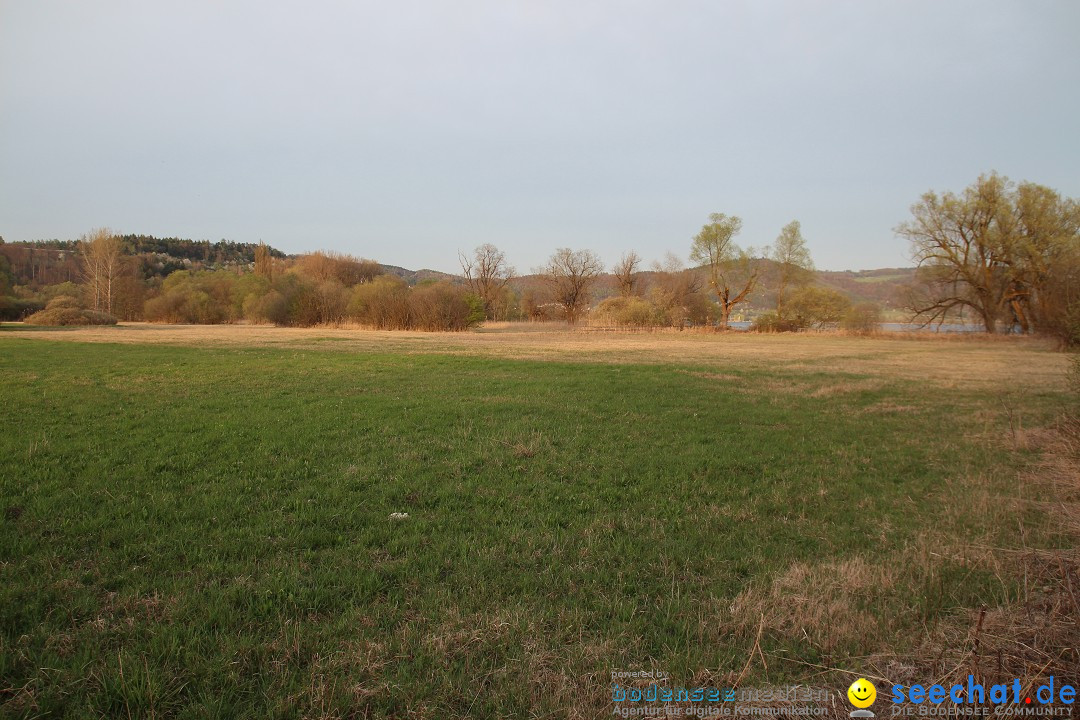 Naturschutzgebiet: Bodman - Ludwigshafen am Bodensee, 07.04.2014