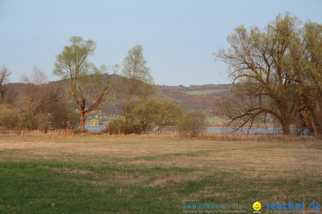 Naturschutzgebiet: Bodman - Ludwigshafen am Bodensee, 07.04.2014