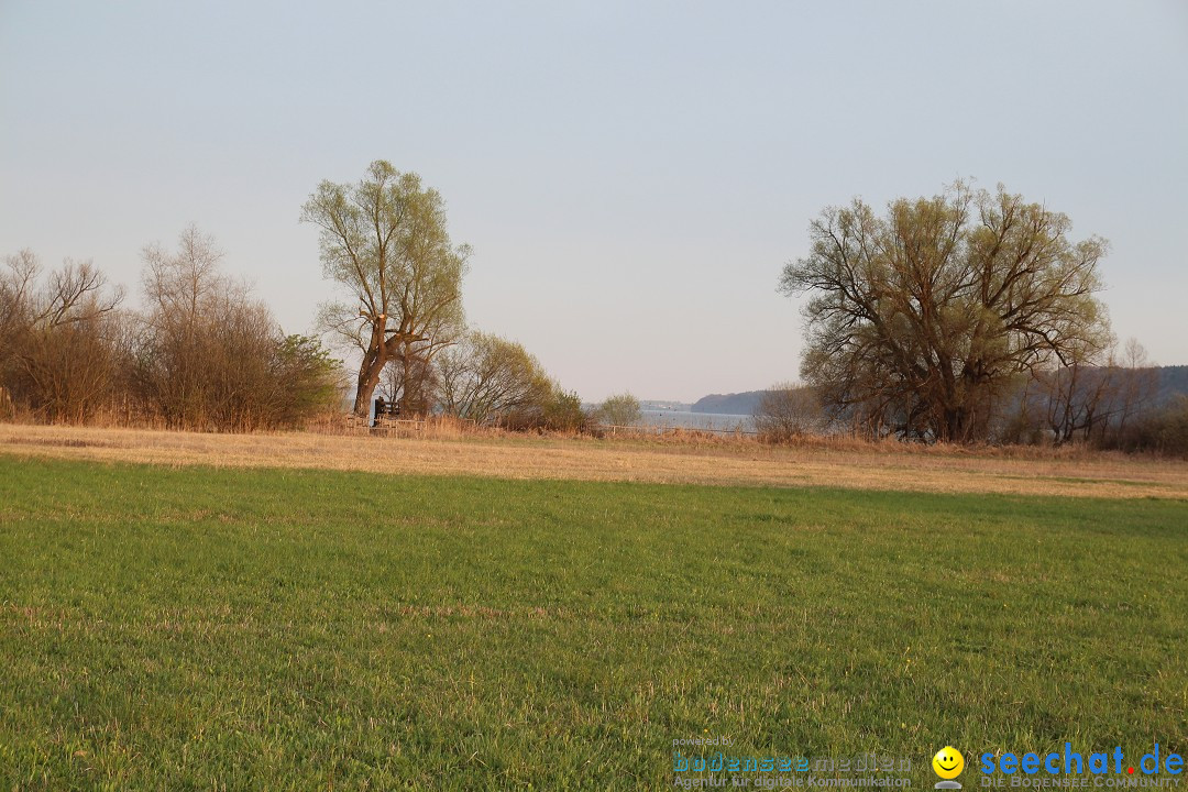 Naturschutzgebiet: Bodman - Ludwigshafen am Bodensee, 07.04.2014