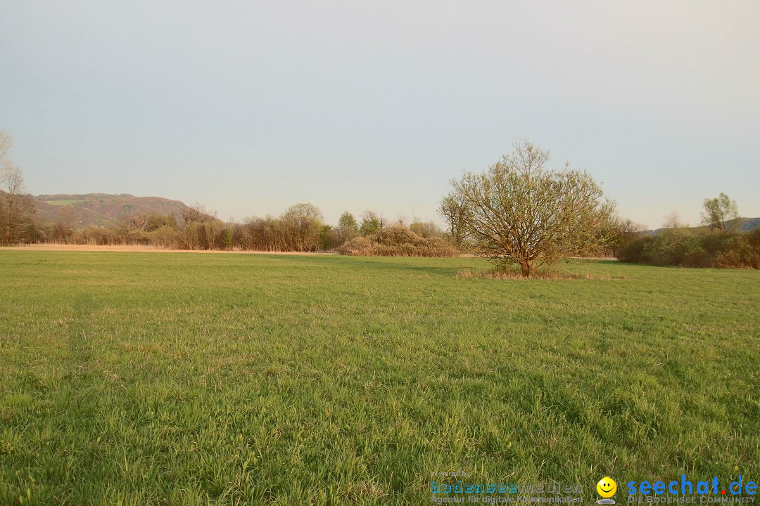 Naturschutzgebiet: Bodman - Ludwigshafen am Bodensee, 07.04.2014