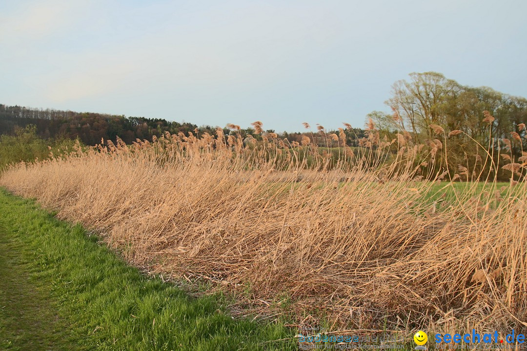 Naturschutzgebiet: Bodman - Ludwigshafen am Bodensee, 07.04.2014