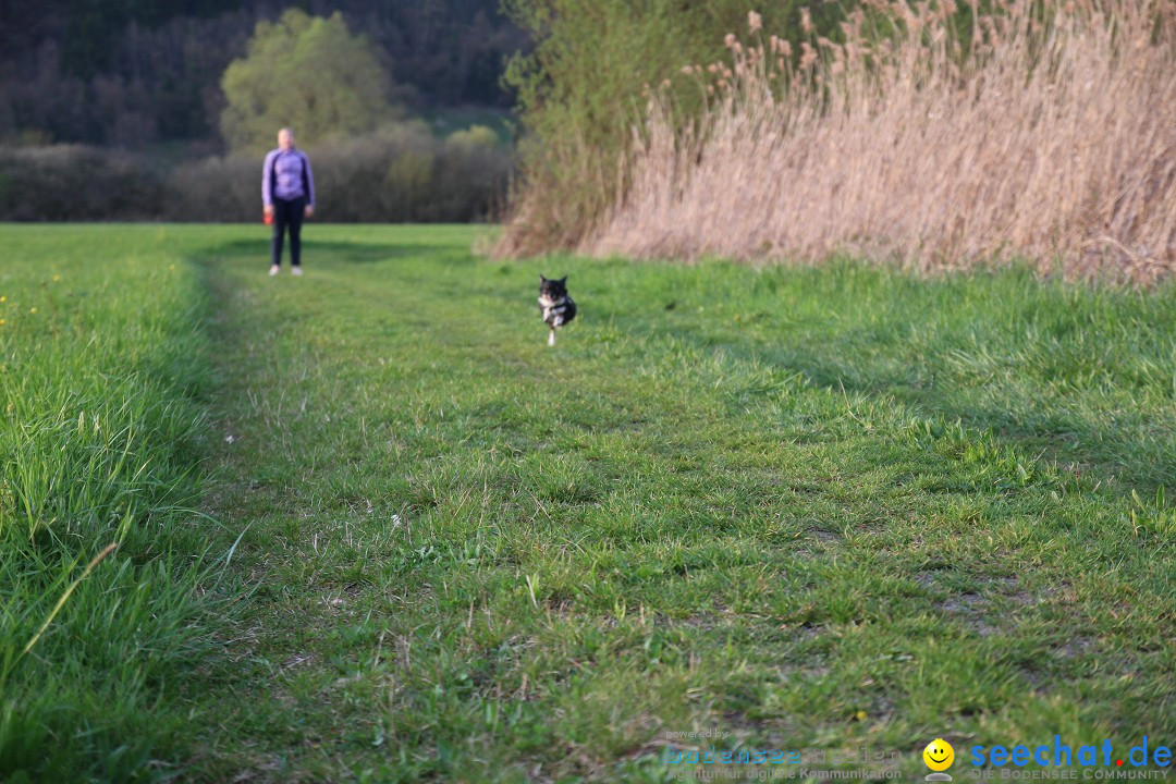 Naturschutzgebiet: Bodman - Ludwigshafen am Bodensee, 07.04.2014