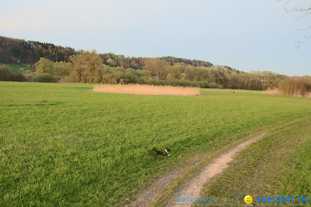 Naturschutzgebiet: Bodman - Ludwigshafen am Bodensee, 07.04.2014