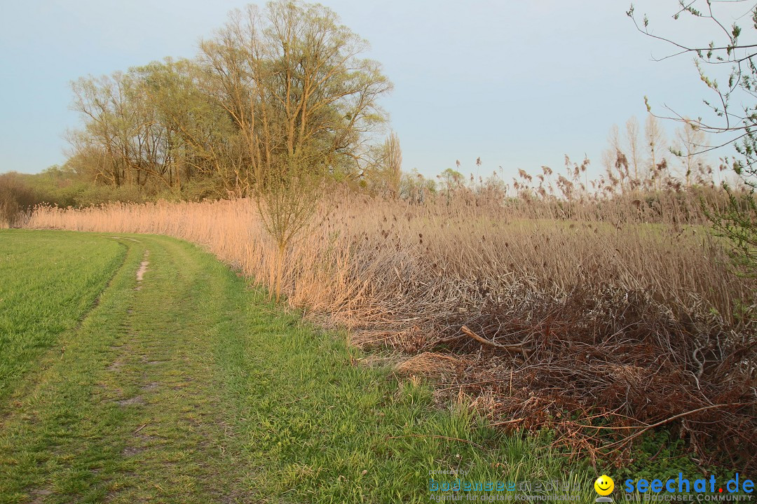 Naturschutzgebiet: Bodman - Ludwigshafen am Bodensee, 07.04.2014