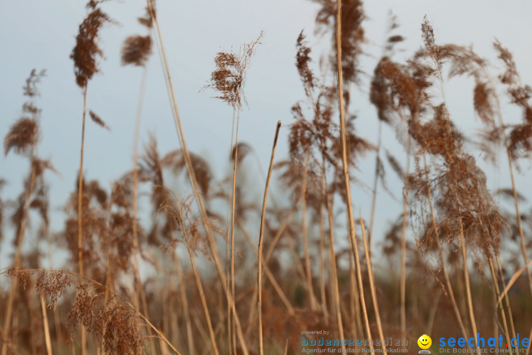 Naturschutzgebiet: Bodman - Ludwigshafen am Bodensee, 07.04.2014