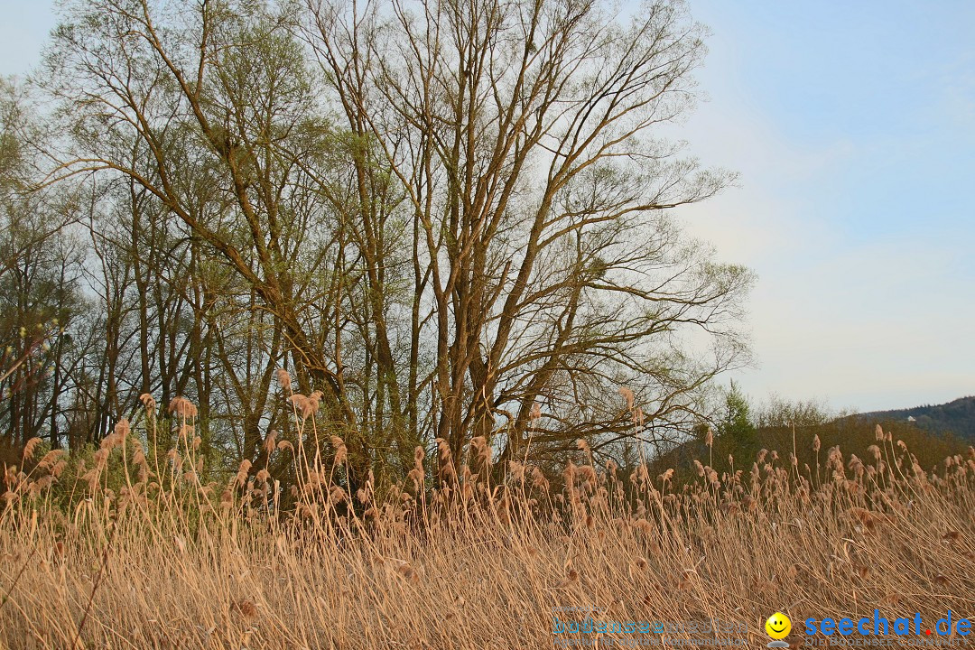 Naturschutzgebiet: Bodman - Ludwigshafen am Bodensee, 07.04.2014