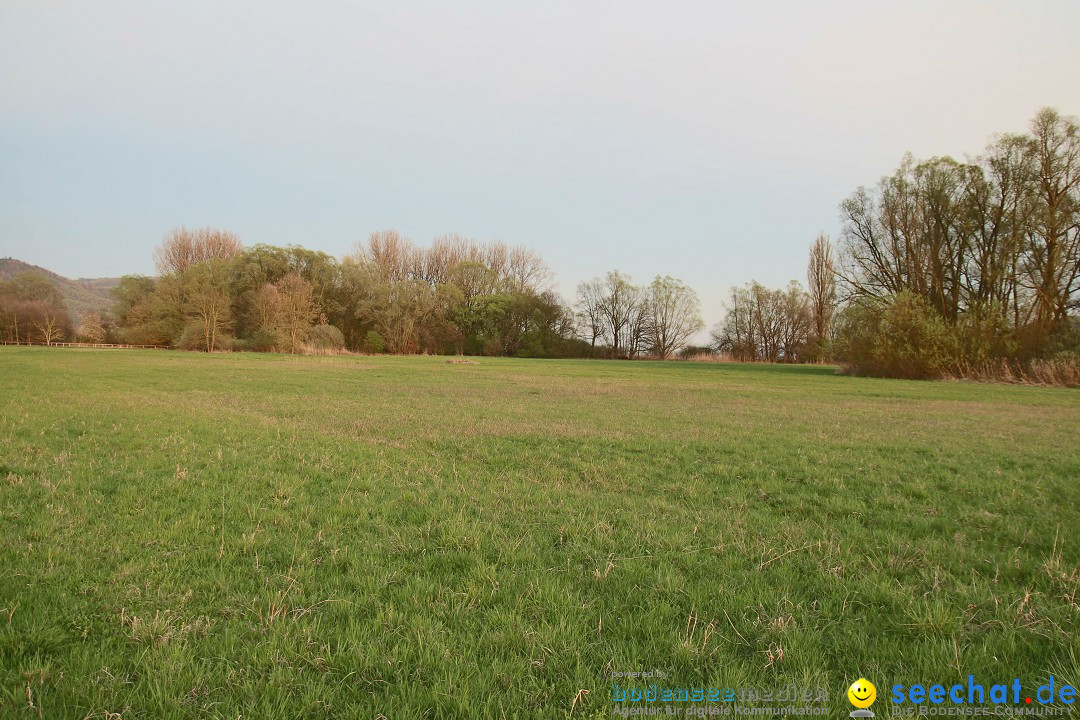 Naturschutzgebiet: Bodman - Ludwigshafen am Bodensee, 07.04.2014