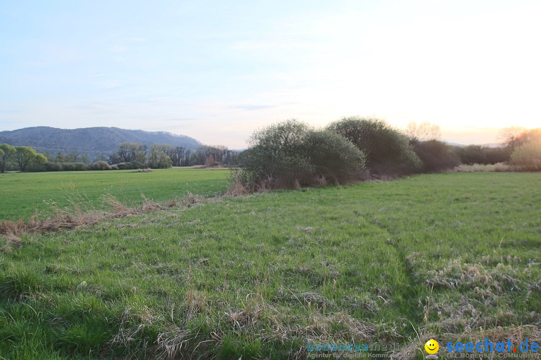 Naturschutzgebiet: Bodman - Ludwigshafen am Bodensee, 07.04.2014