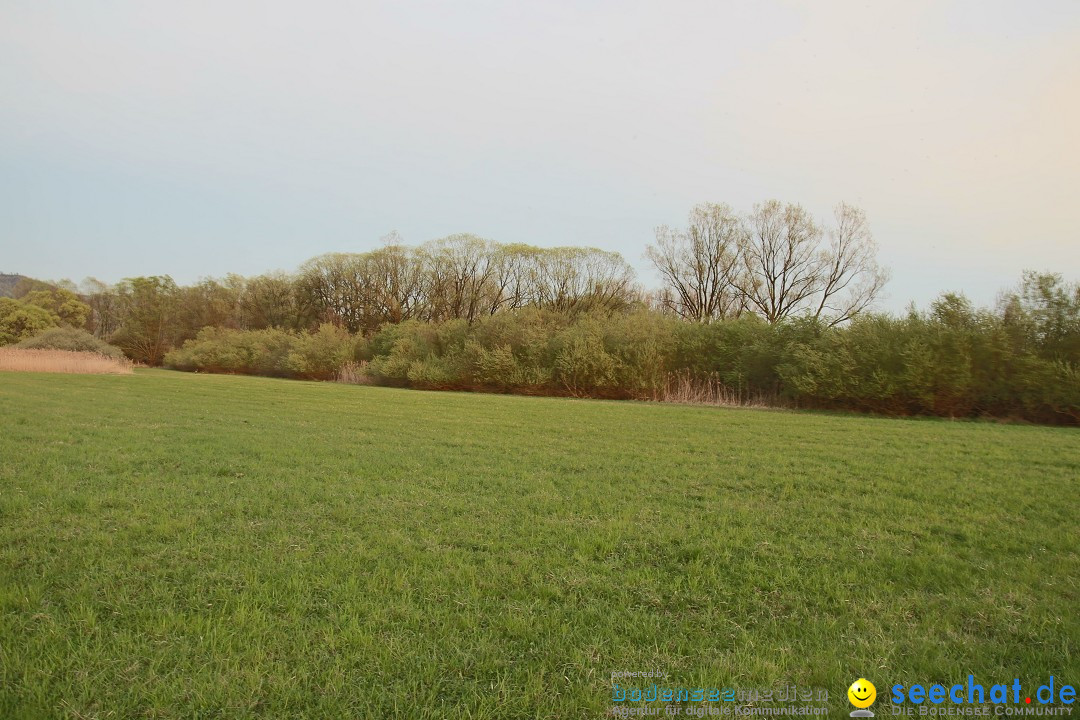 Naturschutzgebiet: Bodman - Ludwigshafen am Bodensee, 07.04.2014