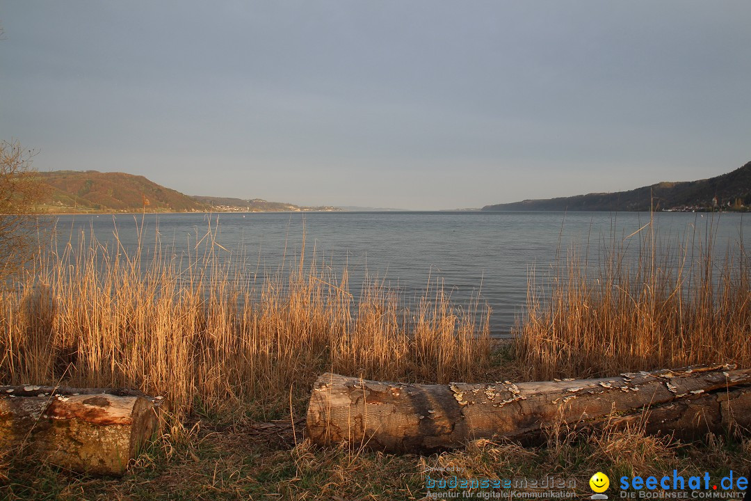 Naturschutzgebiet: Bodman - Ludwigshafen am Bodensee, 07.04.2014