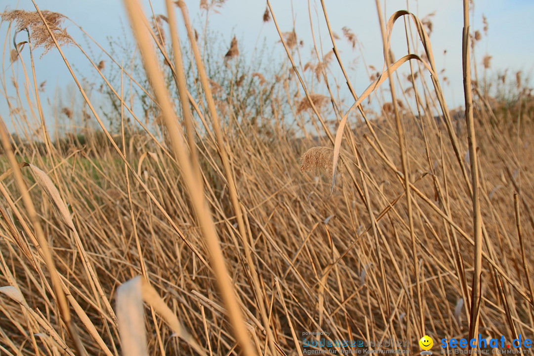 Naturschutzgebiet: Bodman - Ludwigshafen am Bodensee, 07.04.2014