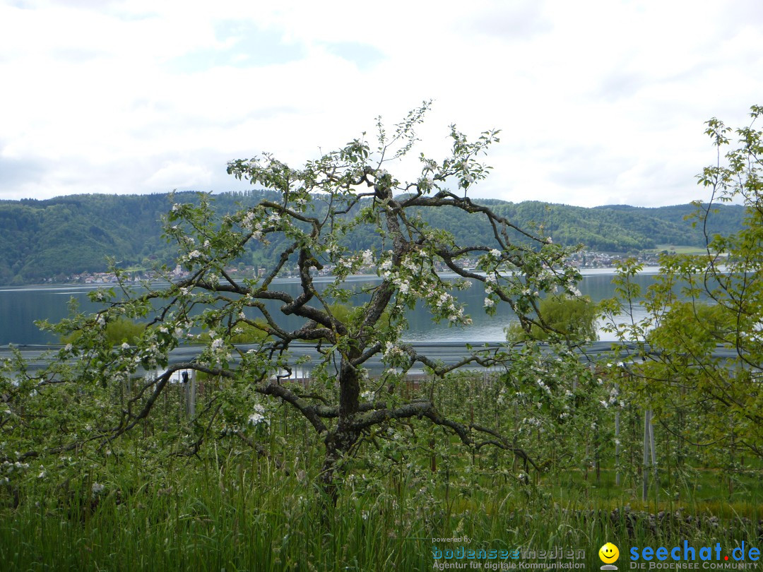 Floriansfest - 1. Mai Wanderung: Sipplingen am Bodensee, 01.05.2014