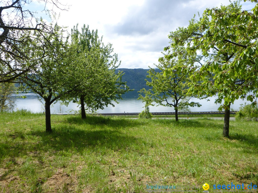 Floriansfest - 1. Mai Wanderung: Sipplingen am Bodensee, 01.05.2014