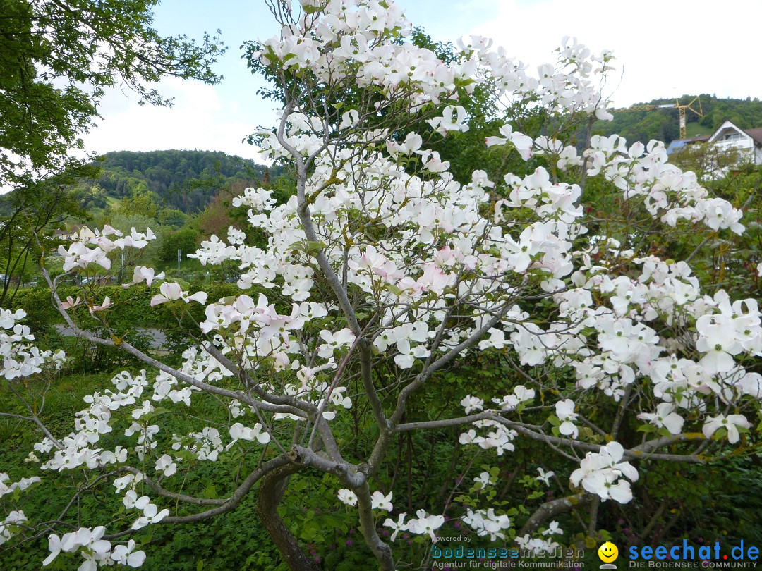 Floriansfest - 1. Mai Wanderung: Sipplingen am Bodensee, 01.05.2014