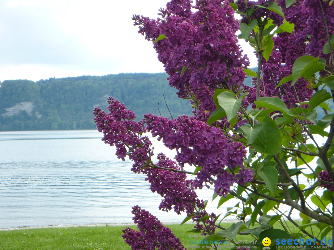 Floriansfest - 1. Mai Wanderung: Sipplingen am Bodensee, 01.05.2014