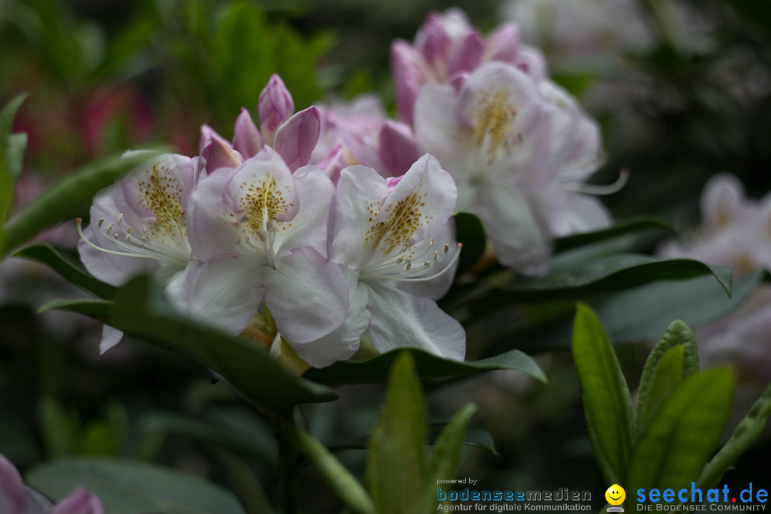 Insel Mainau: Die Blumeninsel mitten im Bodensee, 28.05.2014