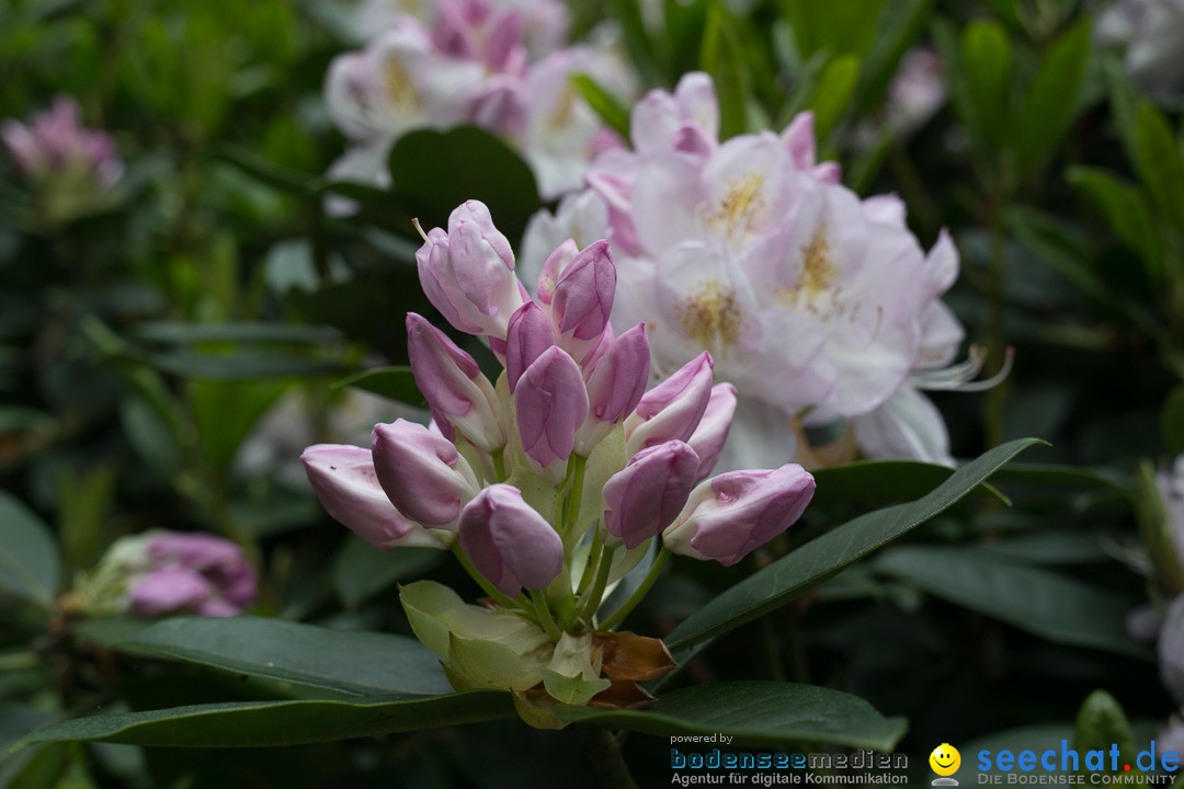 Insel Mainau: Die Blumeninsel mitten im Bodensee, 28.05.2014