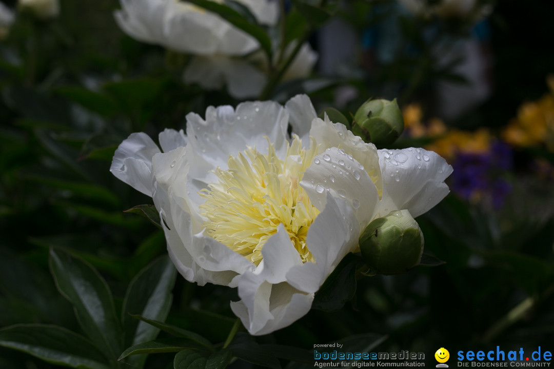 Insel Mainau: Die Blumeninsel mitten im Bodensee, 28.05.2014