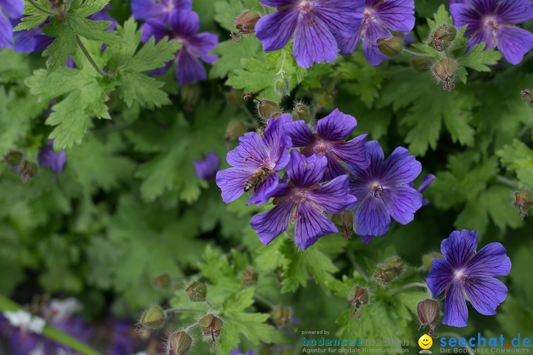 Insel Mainau: Die Blumeninsel mitten im Bodensee, 28.05.2014