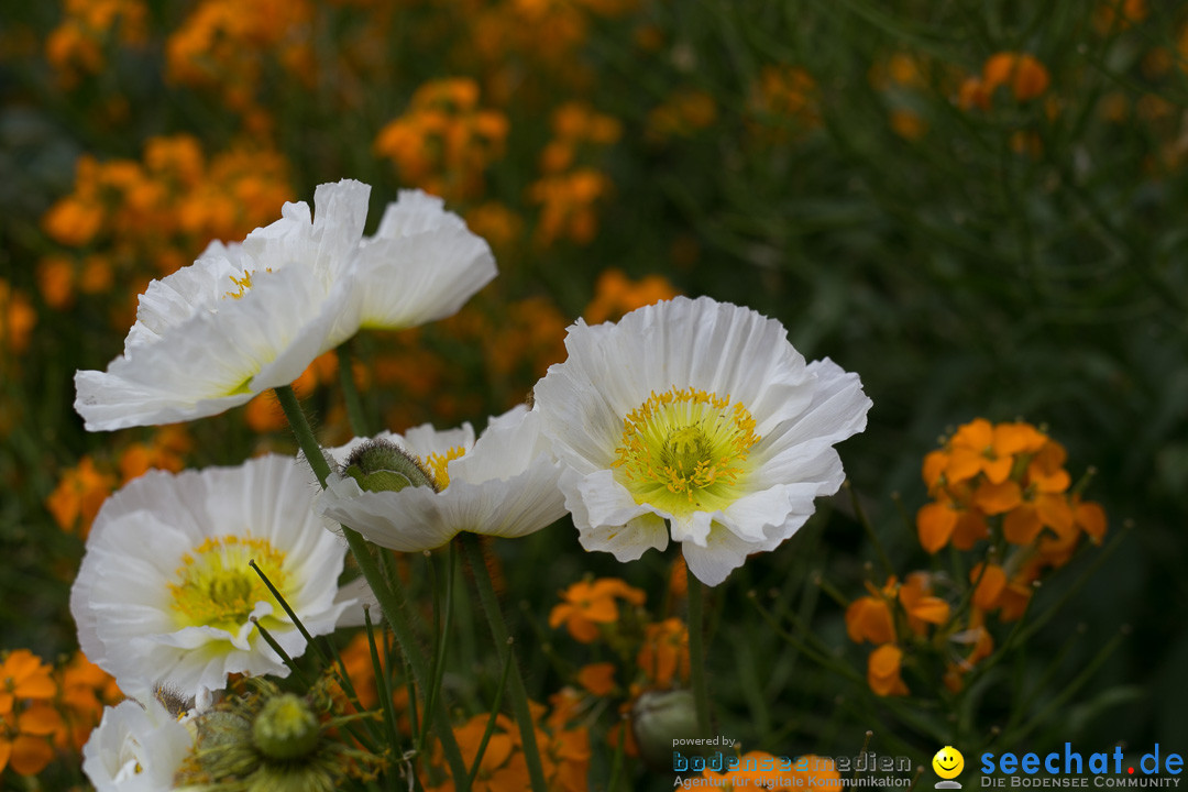 Insel Mainau: Die Blumeninsel mitten im Bodensee, 28.05.2014