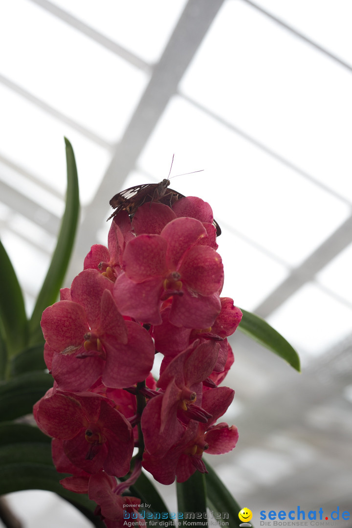 Insel Mainau: Die Blumeninsel mitten im Bodensee, 28.05.2014