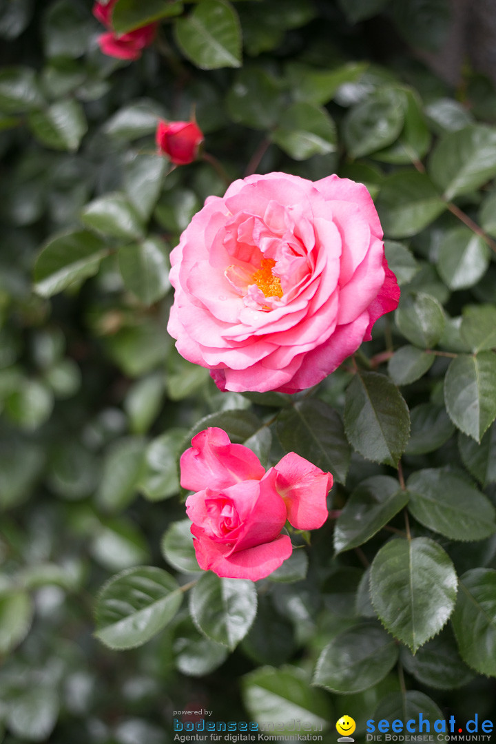 Insel Mainau: Die Blumeninsel mitten im Bodensee, 28.05.2014