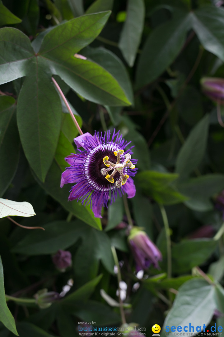 Insel Mainau: Die Blumeninsel mitten im Bodensee, 28.05.2014