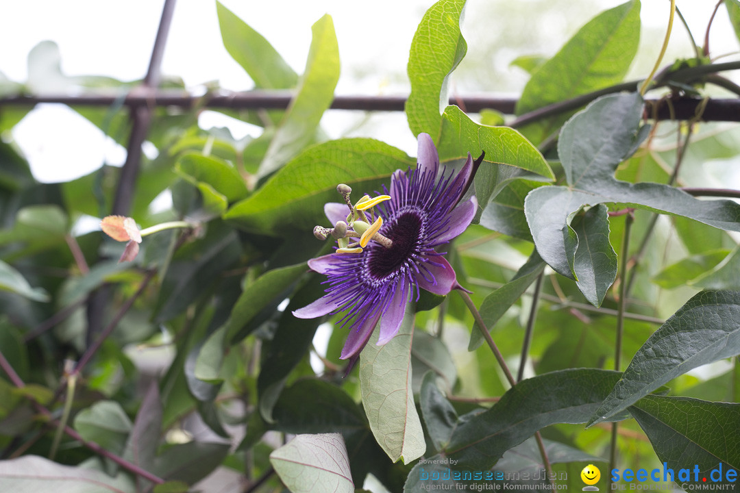 Insel Mainau: Die Blumeninsel mitten im Bodensee, 28.05.2014